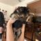 LITTLE BEAR